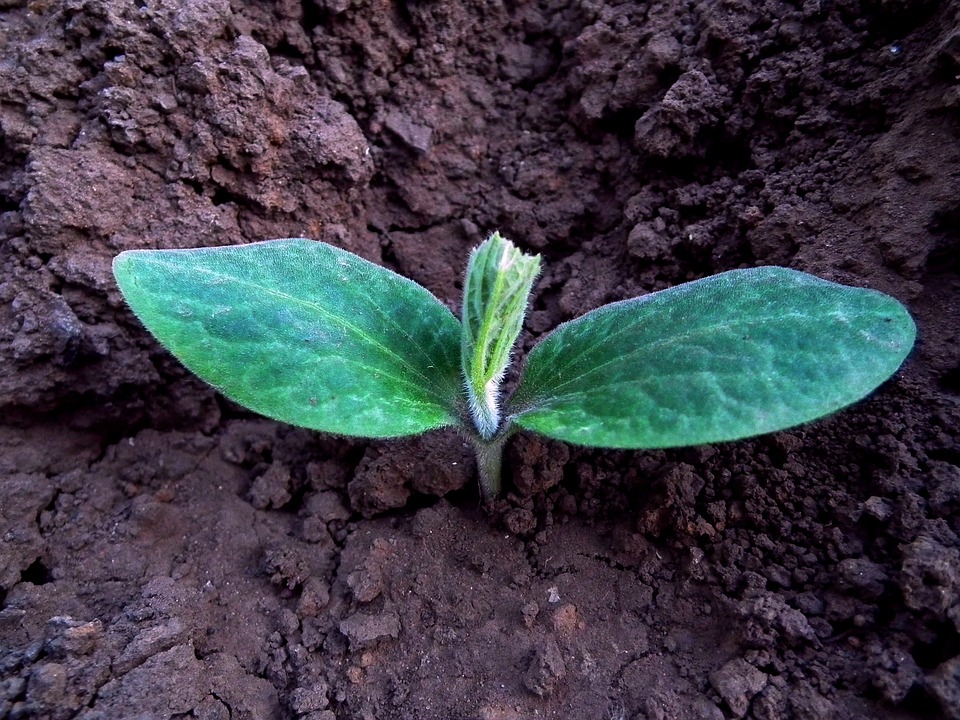 Green thumbs up! Your go-to guide for healthy vegetable garden soil